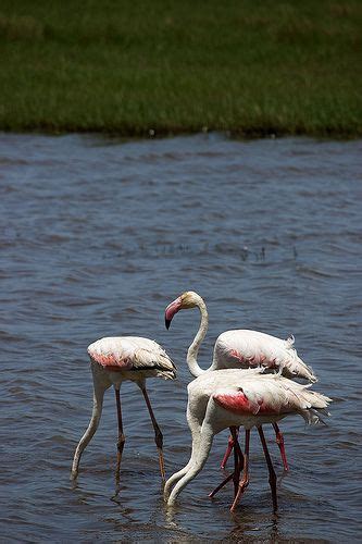 Flamingos South Africa Travel Cape Town South Africa South Africa