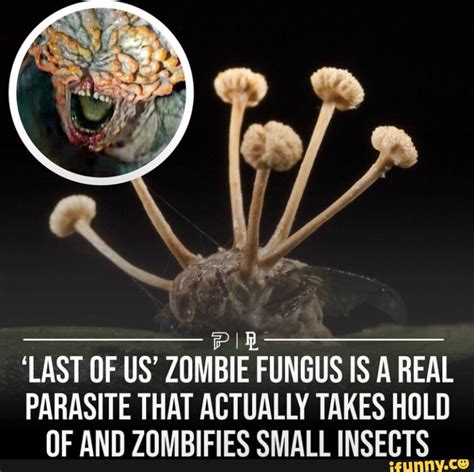 Pi Last Of Us Zombie Fungus Is A Real Parasite That Actually Takes Hold Of And Zombifies Small
