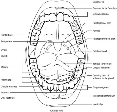 Mouth Labelling Students Teeth Diagram Anatomy And Physiology
