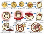 Difference Between Ontogeny and Phylogeny - Pediaa.Com