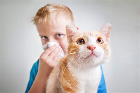 Helping A Child With Pet Allergies Live With A Dog Or Cat Seattles Child