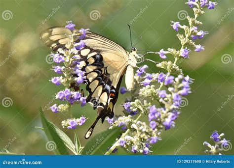 Giant Swallowtail Butterfly In A Beautiful Garden Stock Photo Image