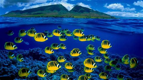 Hawaii Ocean Wallpaper Images