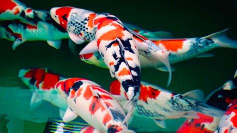 These Koi Fish Are Beautiful First Koi Farm Visit In 2020 Youtube