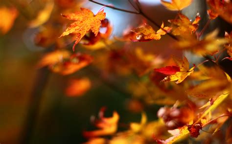 Download Wallpaper 3840x2400 Maple Leaves Branches Blur Autumn 4k