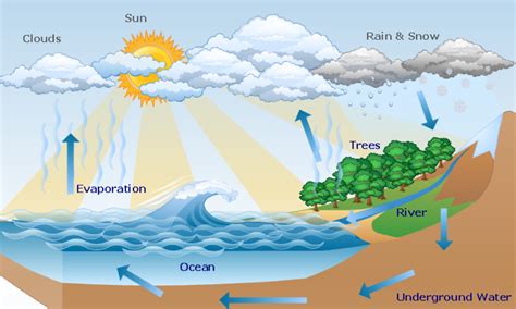 Draw A Neat And Labeled Diagram Of Water Cycle In Class 11 Biology Cbse