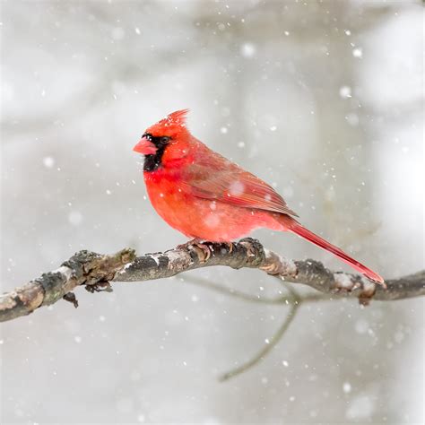 Male Cardinal In The Snow Longfellows Greenhouses
