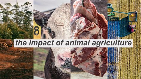 The History And Impact Of Animal Agriculture And Factory Farming From