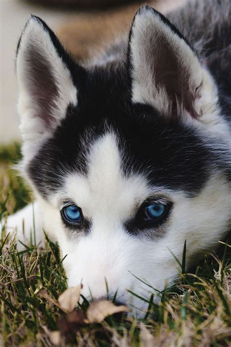 Beautiful Blue Eyes Cute Husky Puppies Siberian Husky Puppies Husky