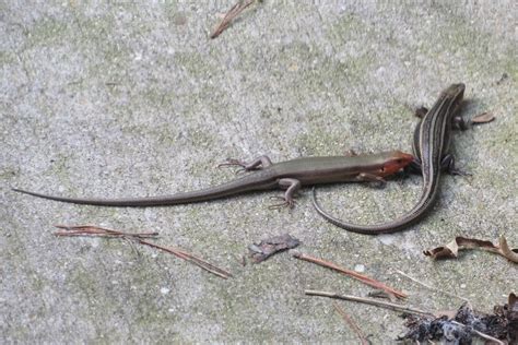 Maryland Biodiversity Project Common Five Lined Skink Plestiodon