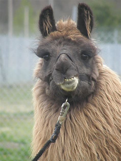 The Smiling Llama By Lou In Canada On Deviantart