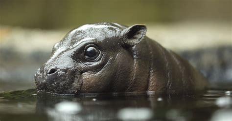 San Diego Zoos Baby Pygmy Hippo Makes Splashy Debut Los Angeles Times