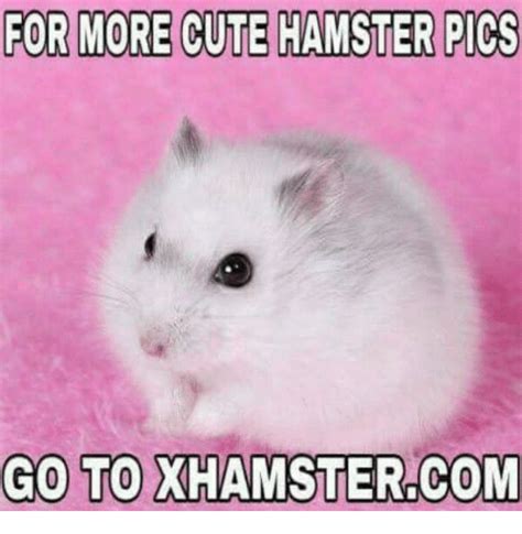 25 Best Memes About Hamster Pic Hamster Pic Memes