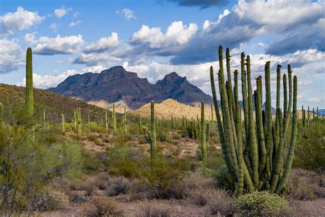 Organ Pipe Cactus National Monument Arizona Us Mexico Border Oc