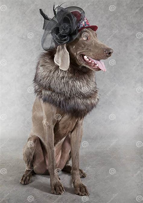Victorian Style Weimaraner Dog Stock Image Image Of Purebred