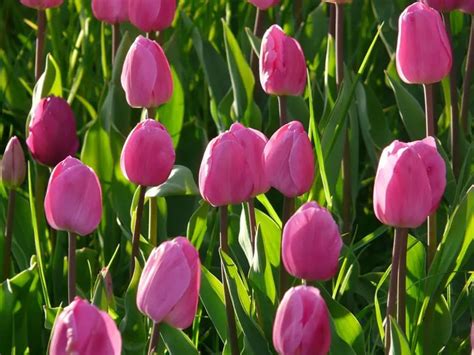 8 Tulip Varieties That Will Delight Your Senses