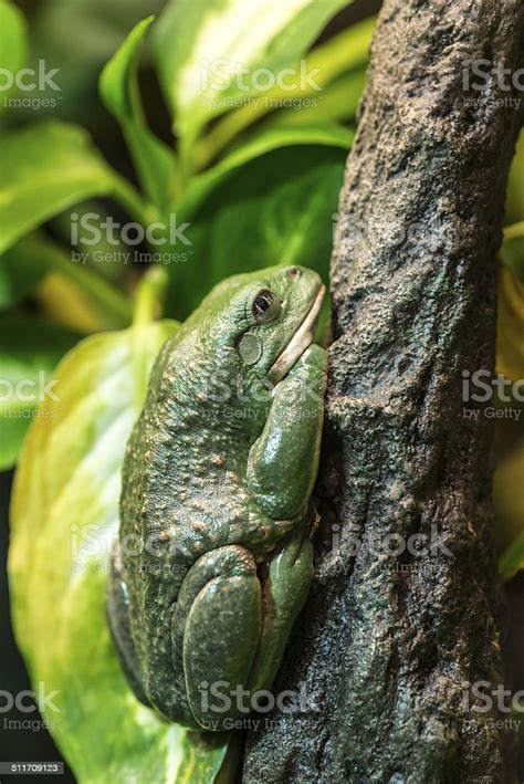 Mexican Dumpy Tree Frog Stock Photo Download Image Now Amphibian