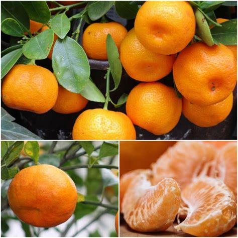 20 Citrus Reticulata Seeds Mandarin Orange Seeds Orange Etsy