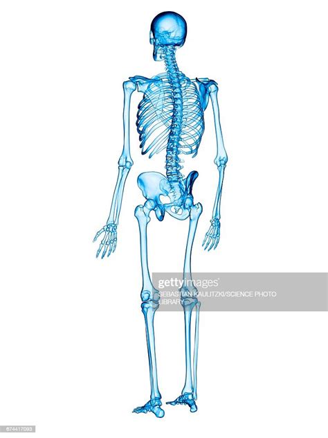 Human Skeletal System High Res Vector Graphic Getty Images