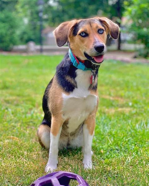 Beaski Beagle And Husky Mix Info Pictures Facts Faqs And More