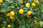 5 Tips for Growing Lemons from Seed - Food Gardening Network