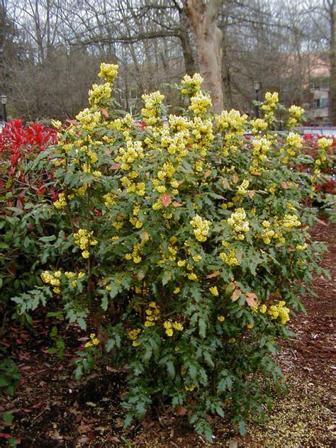 Mahonia Aquifolium Compacta Dwarf Oregon Grape Zone 5 3 6 H And W