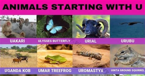 Animals That Start With U 15 Amazing Animals Starting With U Visual