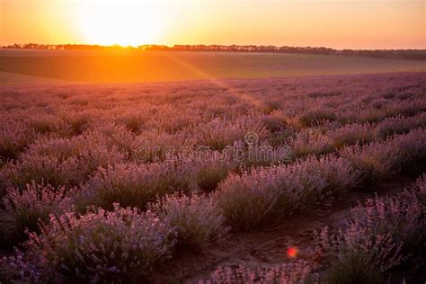 Beautiful Purple Lavender Field At Sunset Bushes Grow In Even Rows