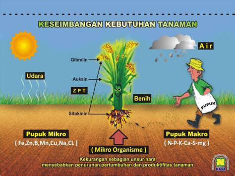 Air berfungsi melarutkan zat makanan, mempercepat reaksi di dalam tubuh, mengatur suhu tubuh, dan mengangkut zat sisi ke alat pembuangan. BUDIDAYA: Makanan Tanaman