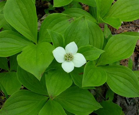 Maybe you would like to learn more about one of these? Studio and Garden: A Walk in the Woods: Small White Flowers