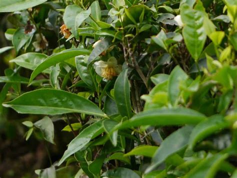 Tea Plants For Sale Grow Camellia Plants And Enjoy Homegrown Tea