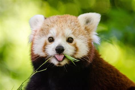Why Are Red Pandas Endangered