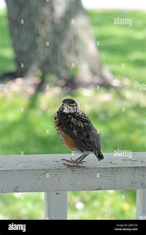 Closeup Of A Baby American Robin Sitting On A Porch Rail Frowning And