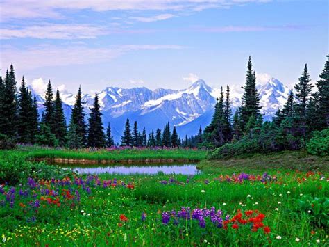 Alpine Wildflowers Northern British Columbia With Images Rocky