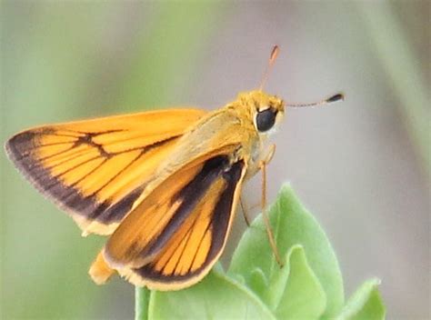 Delaware Skipper Alabama Butterfly Atlas