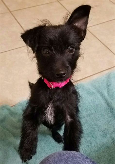 Darcy The Chorkie Yorkie Chihuahua Mix Dog Nose Twinkies Dog Things