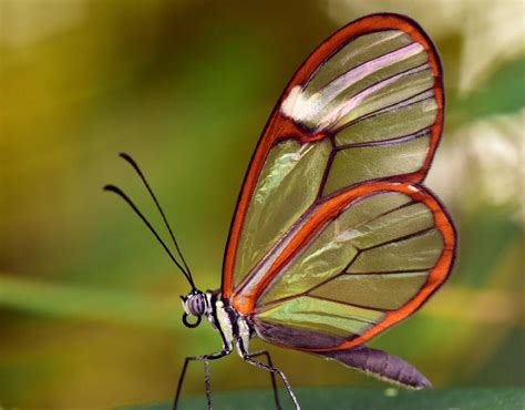 Conoce A La Mariposa Más Hermosa Y Sorprendente Del Mundo Bioguia