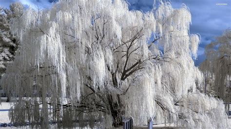 Weeping Willow Wallpapers Wallpaper Cave