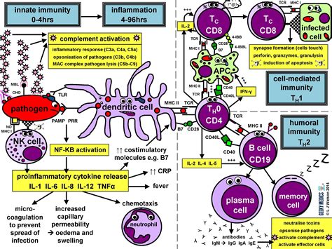 Basic Diagram Of The Immune System Immune Systems