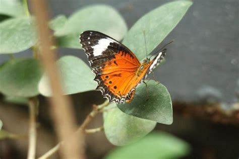 Butterfly Fotografía De Melbourne Zoo Melbourne Tripadvisor