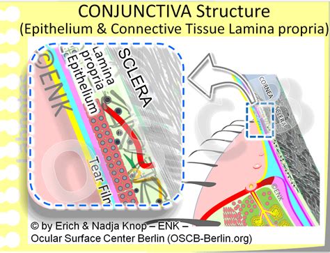 The Conjunctiva — Ocular Surface Center Berlin