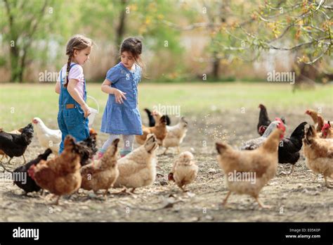 Two Little Girl Feeding Chickens Stock Photo Alamy