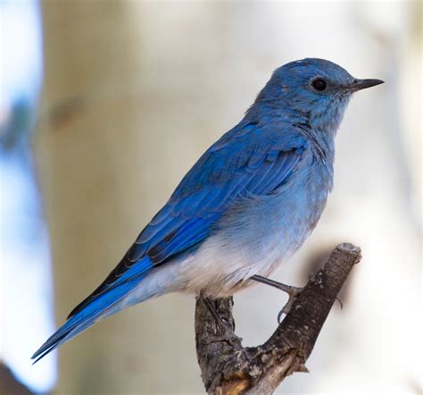 Filemountain Blue Bird 5 8045047207 Wikimedia Commons