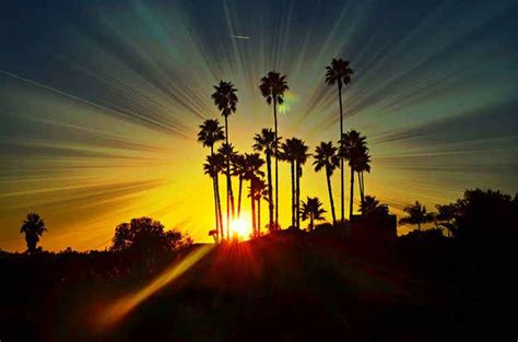 21 Experiences That Everyone From San Diego Will Recognize Palm Tree