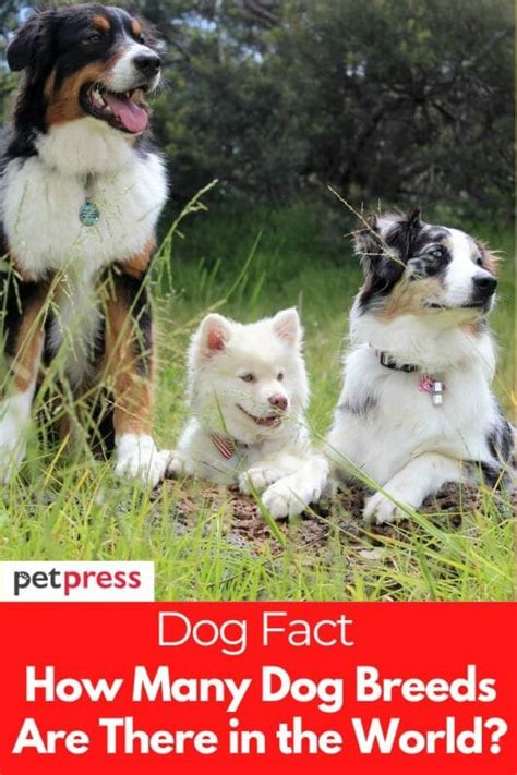 Dog Fact How Many Dog Breeds Are There In The World