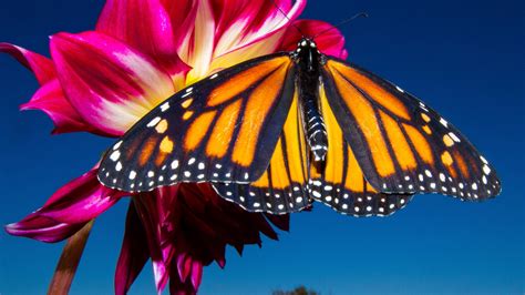 Une Initiative Pour Sauver Le Papillon Monarque