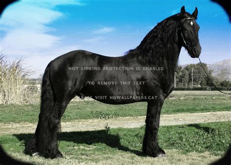 Friesian Horse Wallpaper 59 Images