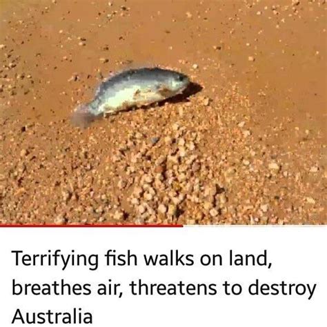 Fish Walks On Land Memes