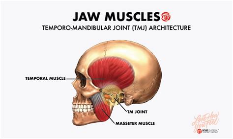 Anatomy Of Jaw Muscles Anatomical Charts And Posters