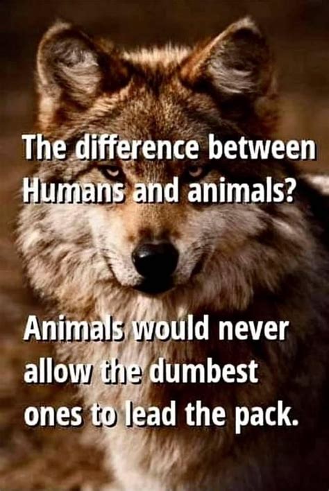The Difference Between Humans And Animals Animals Would Never Allow
